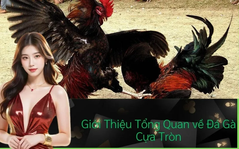 Giới Thiệu Tổng Quan về Đá Gà Cựa Tròn