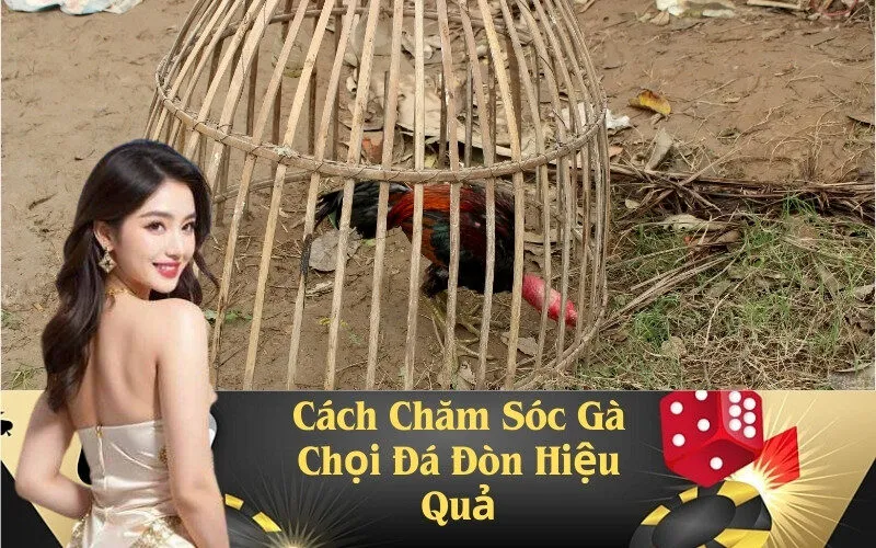 Cách Chăm Sóc Gà Chọi Đá Đòn Hiệu Quả