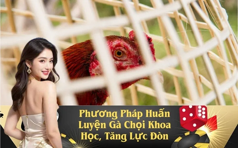 Phương Pháp Huấn Luyện Gà Chọi Khoa Học, Tăng Lực Đòn