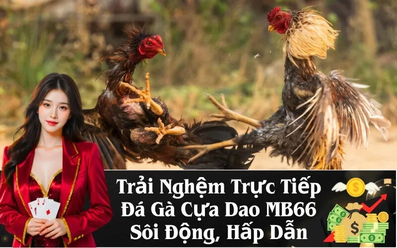 Trải Nghệm Trực Tiếp Đá Gà Cựa Dao MB66 Sôi Động, Hấp Dẫn